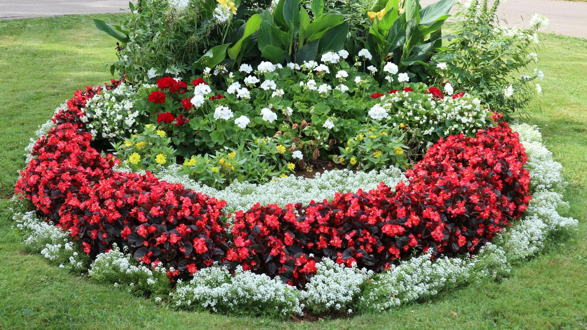 red and white flower garden